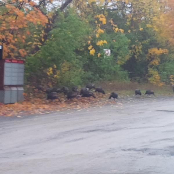 OttawaMorning's tweet photo. RT @JamiePistilli: Loads of turkeys out this morning! #gettingthemail #wherewereyoulastweekend? http://t.co/sK33AQnd3k