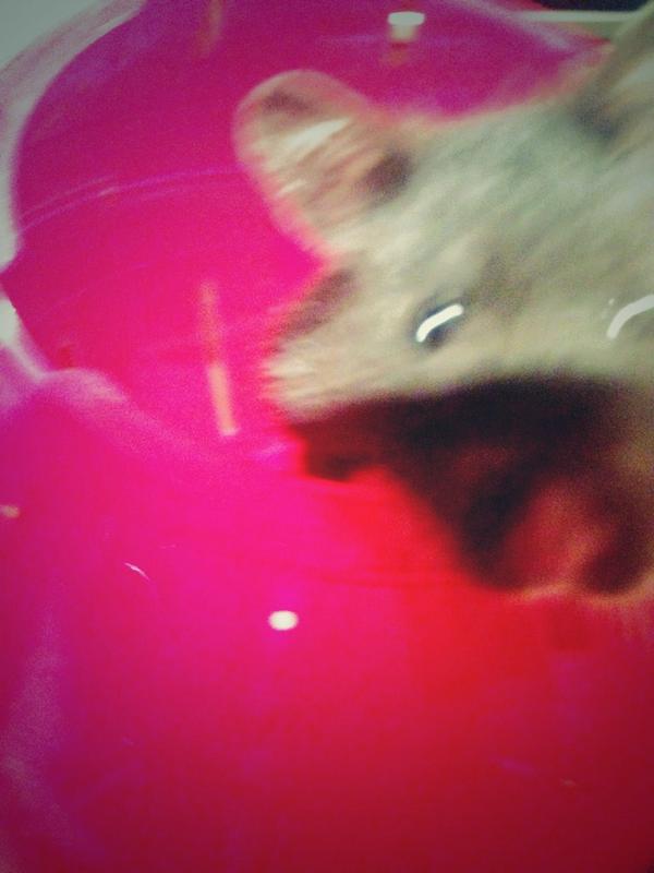 KattStrike's tweet photo. My animal photography skills know no bounds. I mean, look how good @McSammi s hamster looks! #proffesh http://t.co/W4YLcCTOfe