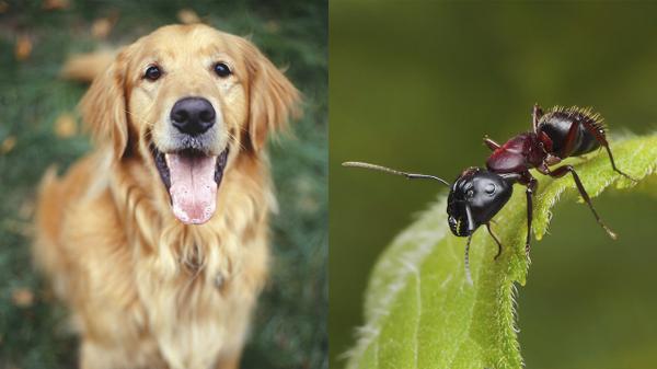 markbsuttie's tweet photo. “@youbigdafty: “@ClickHole: Are You A Dog Person Or An Ant Person? http://t.co/TgXTcNN0np http://t.co/wsqiLJCudw” Ant person, easy