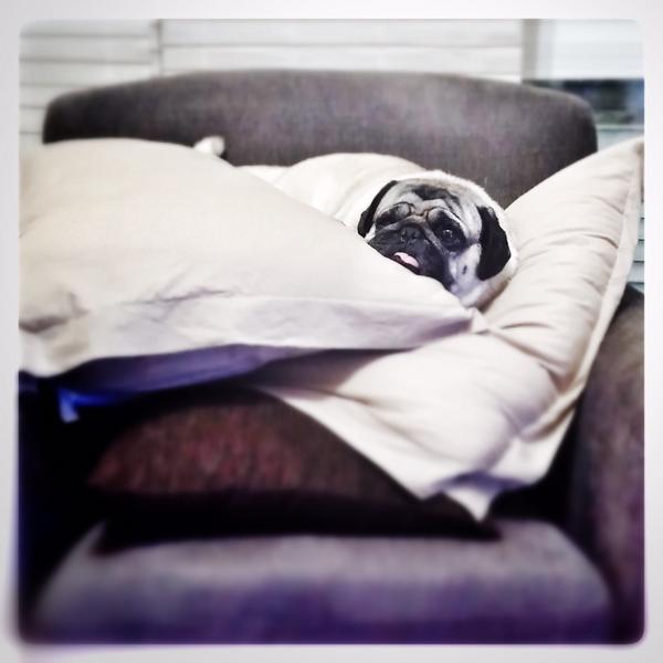 Latocar's tweet photo. #DodoDogs http://t.co/ACBPwQOWDb