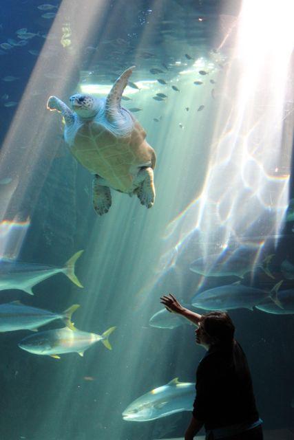 jamescapetown's tweet photo. PLS RT! Follow me LIVE tom (Fri) 1-3pm #lunch #ShorelineCafe + #tour @2OceansAquarium &amp; #turtlefeeding! #JamesOnTour http://t.co/E5eCWH924m