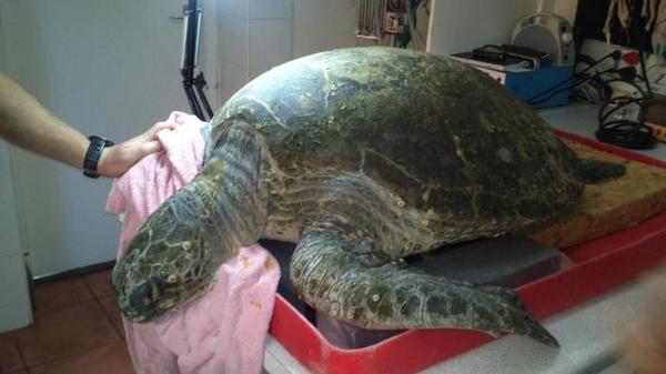 PLS RT! Follow me LIVE tom (Fri) 1-3pm #lunch #ShorelineCafe + #tour <a href="/2OceansAquarium/">Two Oceans Aquarium</a> &amp; #turtlefeeding! #JamesOnTour