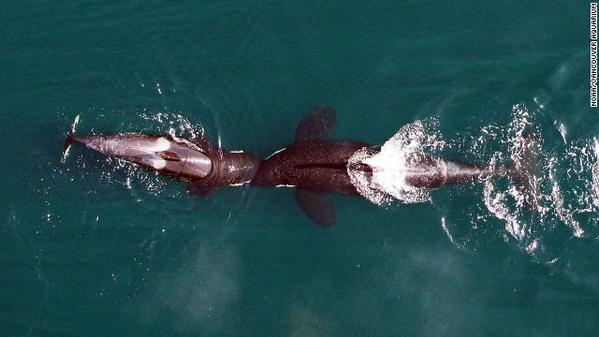 CNNPhotos's tweet photo. The life of killer whales, as seen from a drone: http://t.co/gMv6kZ6JGU http://t.co/EAISS6hEbC