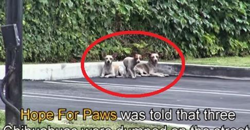Protect_Wldlife's tweet photo. Some Scumbag Dumped These 3 Cuties In a Parking Lot But What Happens Next Is Awesome! http://t.co/DGJ0AYkn3r   @po_st http://t.co/QXOmeEfCbP