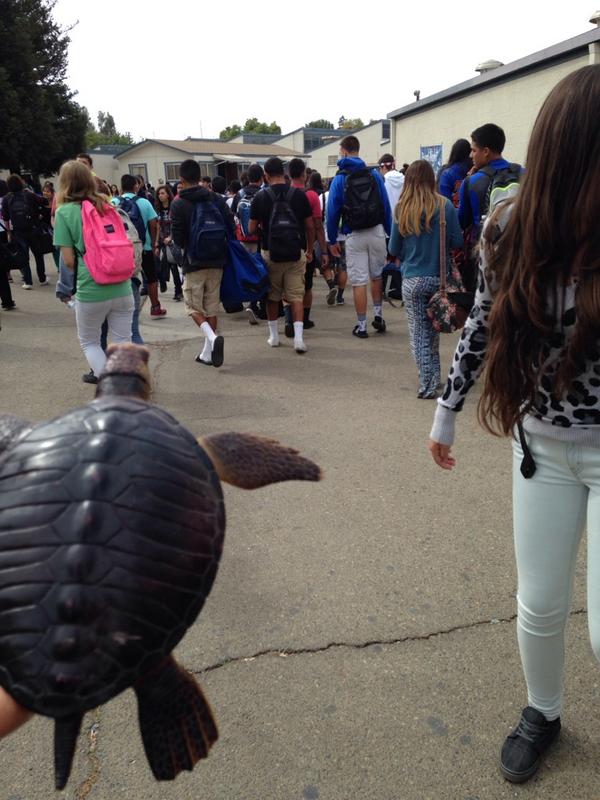 Mask12_1's tweet photo. Crush going to class to learn #smartturtle http://t.co/dqy9R5TDtX