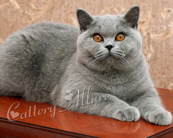 brikoshka's tweet photo. Нашей Матрешке 7 месяцев http://t.co/ThRH0sL55L  #Матрешка #британскийкотенок #голубаяплюшка #питомник #петербург http://t.co/0kTp5kCfvC