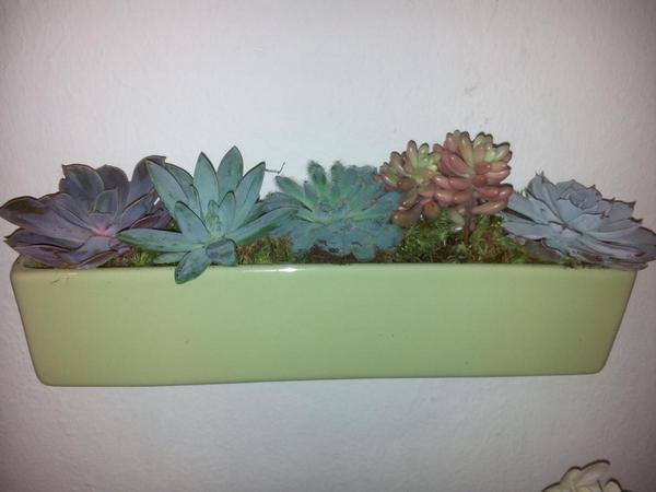 Hummingbirdflo's tweet photo. Loving these wall of succulents @Hummingbirdflo @VintageAngelDes http://t.co/WtPhkt5lzl