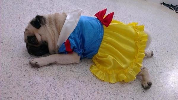 disney pug