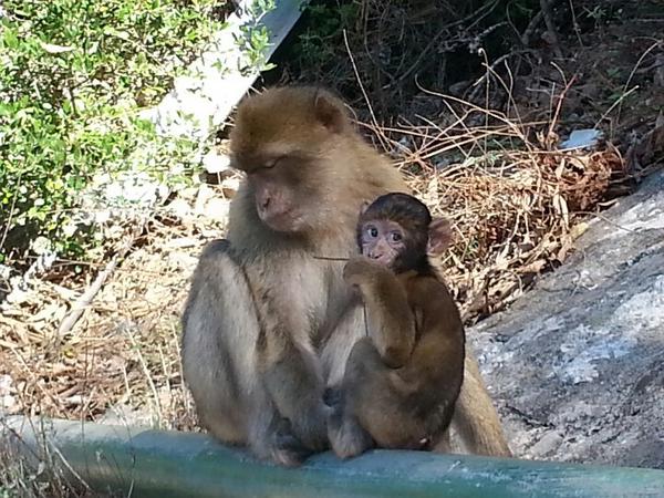 MonkeyJoe315's tweet photo. Cute monkey... they were all over by the caves. http://t.co/Tn35tUtw3N
