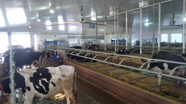 Calkwantes's tweet photo. Great day for a DeLaval VMS Farm open house. Corlane Holsteins . Great looking barn. #bluewave # VMS @DeLavalCanada http://t.co/OjkslCmQVr