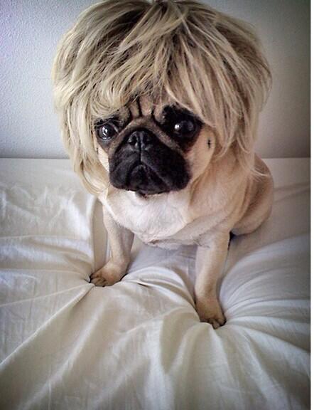 Pugsfordays's tweet photo. Does this look natural? http://t.co/qd3t3kehvB