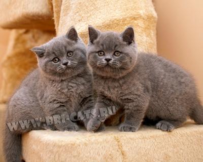 brikoshka's tweet photo. купить британского котенка http://t.co/KdovYW5hrc  
#купитьбританскогокотенка #голубойкот #продажа #спб #британец http://t.co/115EaVCu7i