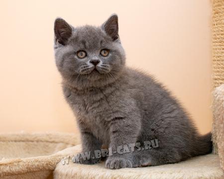 brikoshka's tweet photo. купить британского котенка http://t.co/KdovYW5hrc  
#купитьбританскогокотенка #голубойкот #продажа #спб #британец http://t.co/115EaVCu7i