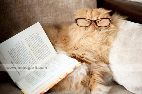 MeetGarfi's tweet photo. Oh God! What am i doin’ here?! With this human! When is she goin’ to stop? #MeetGarfi #AngryCat http://t.co/kZ1i8M8QTJ