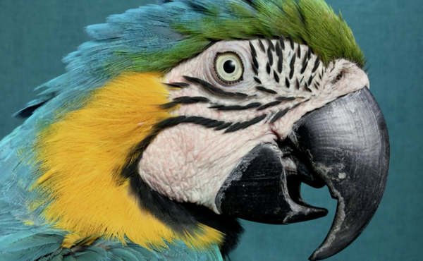 Embedded image permalink