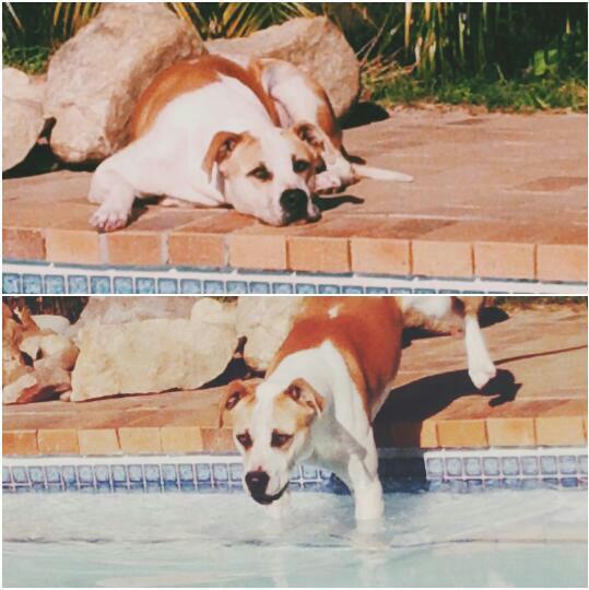 Robie_Robz's tweet photo. My dog was stolen..please contact me with any info!#findmydog. http://t.co/VkAAXEW3ey