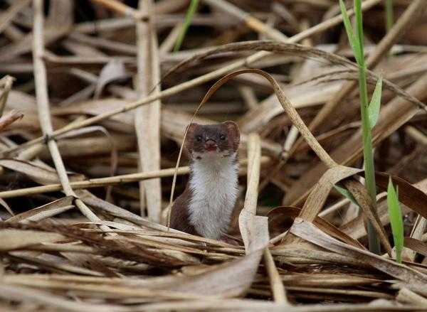 som_nature_spy's tweet photo. That's a face full of mischief if ever I saw one, #SomersetLevels Weasel http://t.co/Mzyf9qXxfa