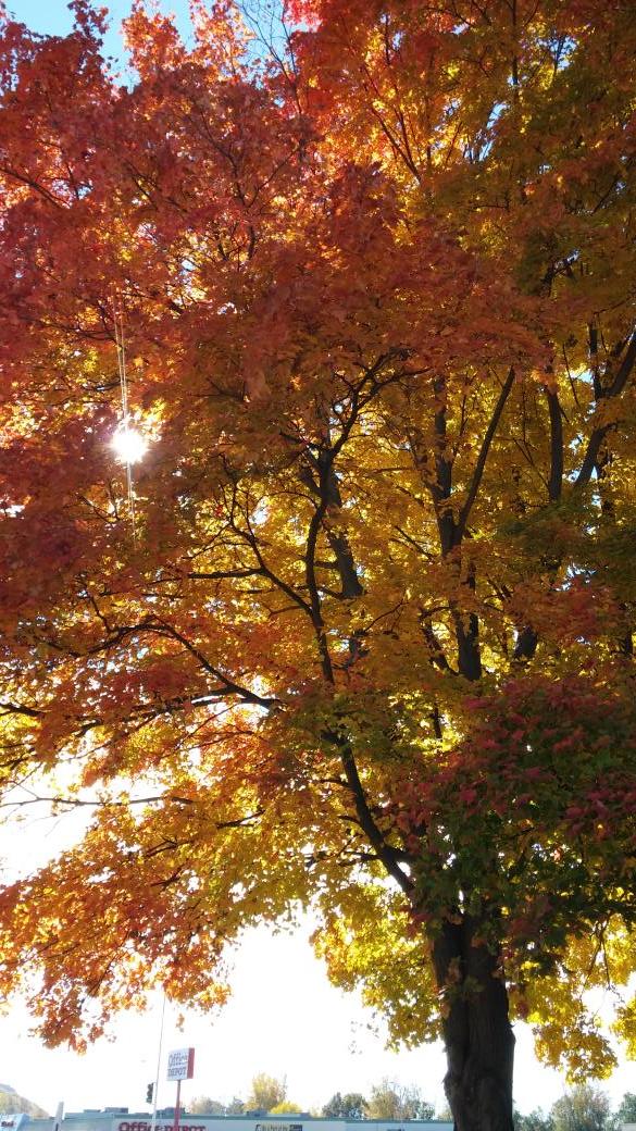 HappelTraci's tweet photo. ~*Fall Sun is Out*~View &amp; Follow Happel 94 Assembly http://t.co/7D786Cxy8y  https://t.co/A8aJWPW8k4  @HappelTraci http://t.co/io7eyJKwvZ