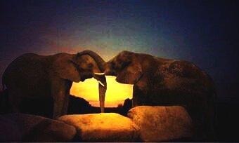 BTCdownsouth's tweet image. #stoptheslaughterofelephants  We're facing a future without elephants.  wcs.org/elephants/  @TheWCS Please RT '