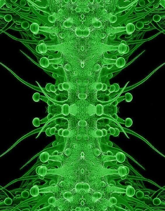 Desconhecidos__'s tweet image. É assim que Maconha se parece, vista através de um microscópio: