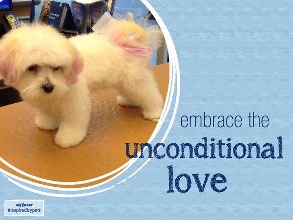 MikeVoytko's tweet photo. Using the new app!! Now that's inspiring! #inspiredbypets http://t.co/6n5KHe4mgC