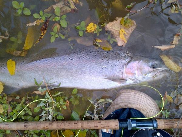 DrylineSteel's tweet image. Hey @FishDrift here's another one for you #steelhead #swing