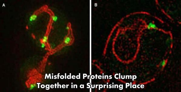 Christopher Maricle (@chrismaricle) on Twitter photo “<a href="/neuro400/">WheatonNeuro</a> : Misfolded Proteins Clump Together in a Surprising Place neurosciencenews.com/protein-aggreg… #science ” “<a href="/neuro400/">WheatonNeuro</a> : Misfolded Proteins Clump Together in a Surprising Place neurosciencenews.com/protein-aggreg… #science ”