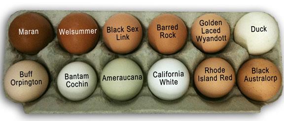 animalag's tweet photo. The breed of the chicken determines the color of the egg #farmfact http://t.co/nGnnuUHJA6