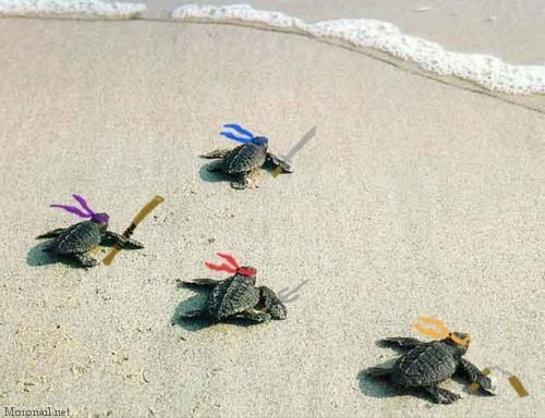 emedemola's tweet photo. "@NaturPictures: La prueba de que existen las Tortugas Ninja ;) http://t.co/Y637gLNebT" @Dieguin85dh por seguirte el rollo xDD