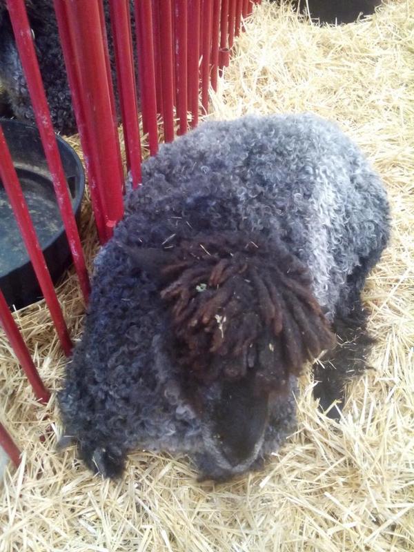 Victoria_Ghee's tweet photo. Chief Keef at State Fair http://t.co/VhNATixnCq