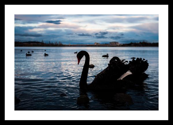 CumminsPhoto's tweet photo. Apparently it's this guy’s 50th Birthday today! Lake Burley Griffin...not the swan ;)
#Canberra #lake #50th #birthday http://t.co/QCFXHOUNdr