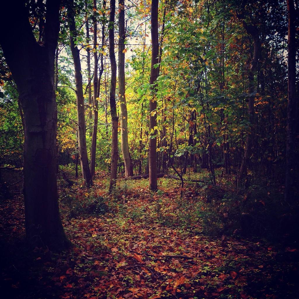 Embedded image permalink