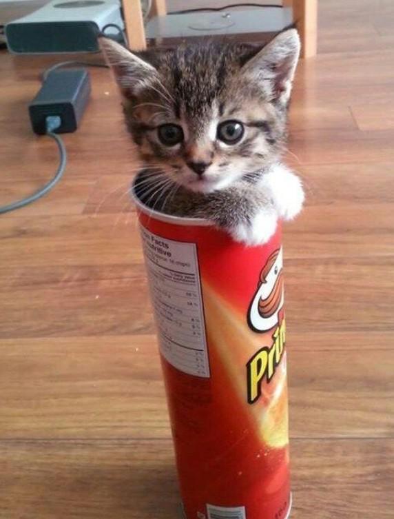 Catscinating's tweet photo. Cats can't taste sweetness?! #catscinating but they like Pringlesπ http://t.co/C0eDcCRwuM