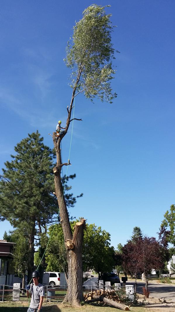 Rivendelltree's tweet image. #tree removal by #Rivendelltreeexperts