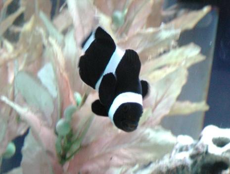 alyjnewt's tweet photo. Finding Emo @cathhbal #hard2luv #luv2hard http://t.co/VpcxNfHLP3