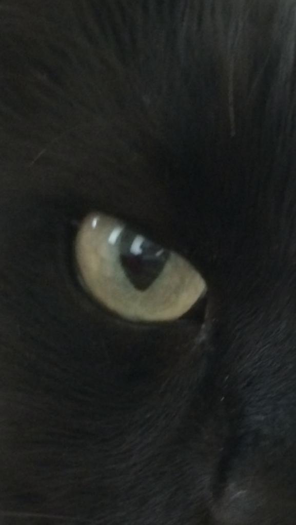 GraciannaWinery's tweet photo. #RickytheTastingRoomKitty keeping his eye out for #Baumgarner and the @SFGiants #OctoberTogether tonight http://t.co/5QfqgLRbAZ