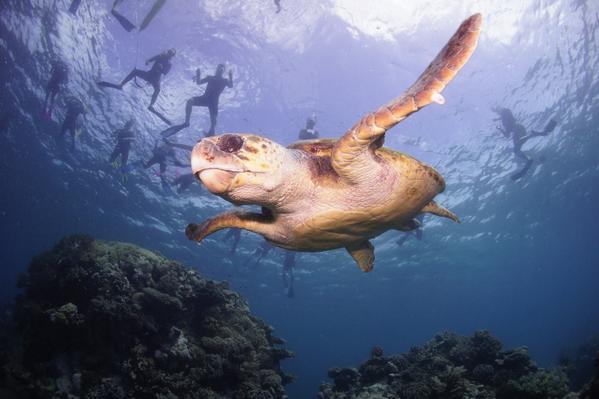 #GreatBarrierReef definitely on everyones bucket list!