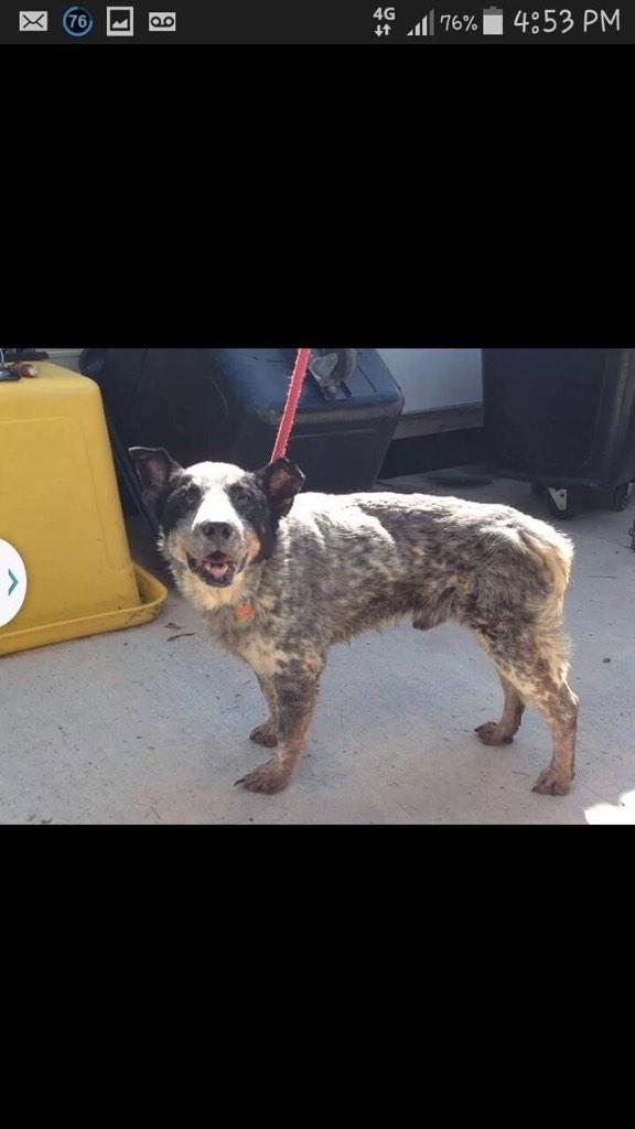 richcopes's tweet photo. Blue moon puppy mill. Animal cruelty charges pending. Help these dogs. #bleumoon http://t.co/JCxwMVL7w5