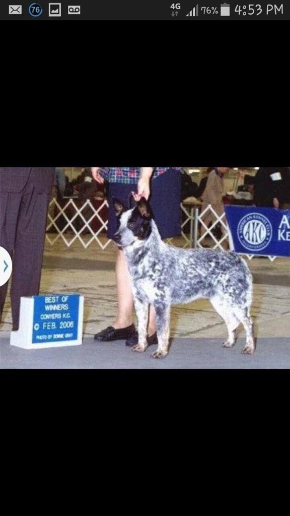 richcopes's tweet photo. Blue moon puppy mill. Animal cruelty charges pending. Help these dogs. #bleumoon http://t.co/JCxwMVL7w5