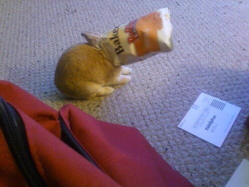 bradschneider7's tweet photo. #StuffOnMyRabbit Baked Ruffles http://t.co/AT0IvhfVpv