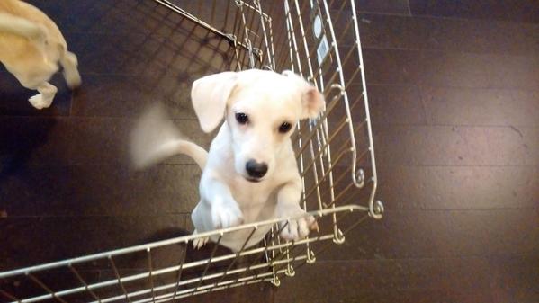 georgemck's tweet image. @WeWorkLA Pet #adoption happening after work.... Wow, no one is going home. #EvilPlot to get more work out of us!