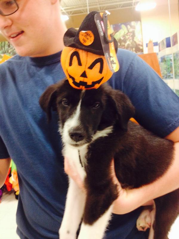 macy_me_rolling's tweet photo. Look who is ready for Halloween! πππ» #SmithJerrod http://t.co/v5zZ2x05bT