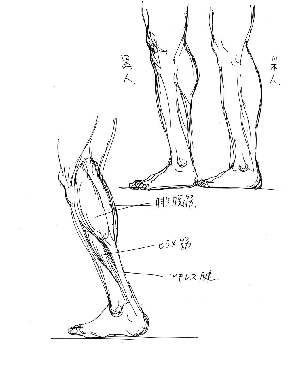 小田 隆 Oda Takashi ふくらはぎ を構成する筋肉は腓腹筋とヒラメ筋でアキレス腱を介して踵骨 かかと につながります 黒人などでは腓腹筋が短く 日本人などでは腓腹筋が長くなる傾向がありますが 個人差も大きいと思います Http T Co Dbdeervqja