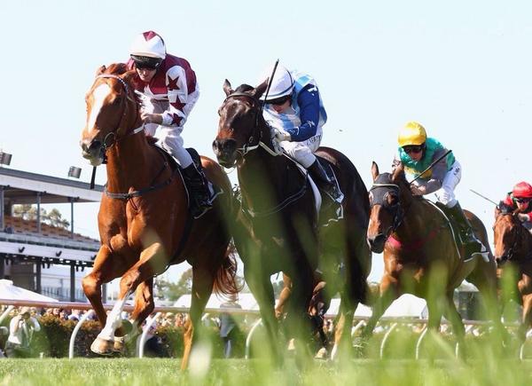 Lincracing's tweet photo. Looking forward to another great day at @MRCTrackNews tomorrow, with our runner Manhattan Avenue R2 #CaulfieldCup http://t.co/1zVrXUwuXk