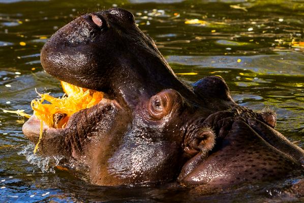 Milenio's tweet photo. #LaPostalDelDía: Un hipopótamo devora una calabaza en su recinto en el Woodland Park Zoo (AP) http://t.co/xL9sCLnUvn http://t.co/3ujR6sw5gn