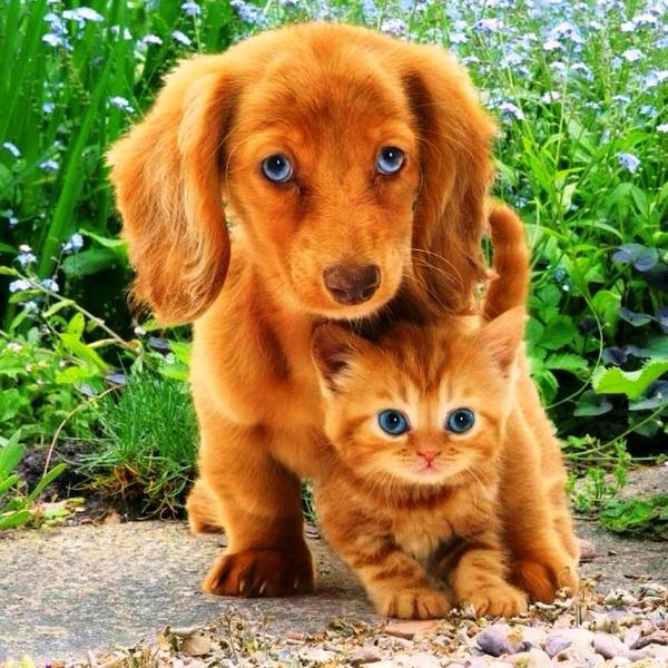 Elverojaguar tweet picture