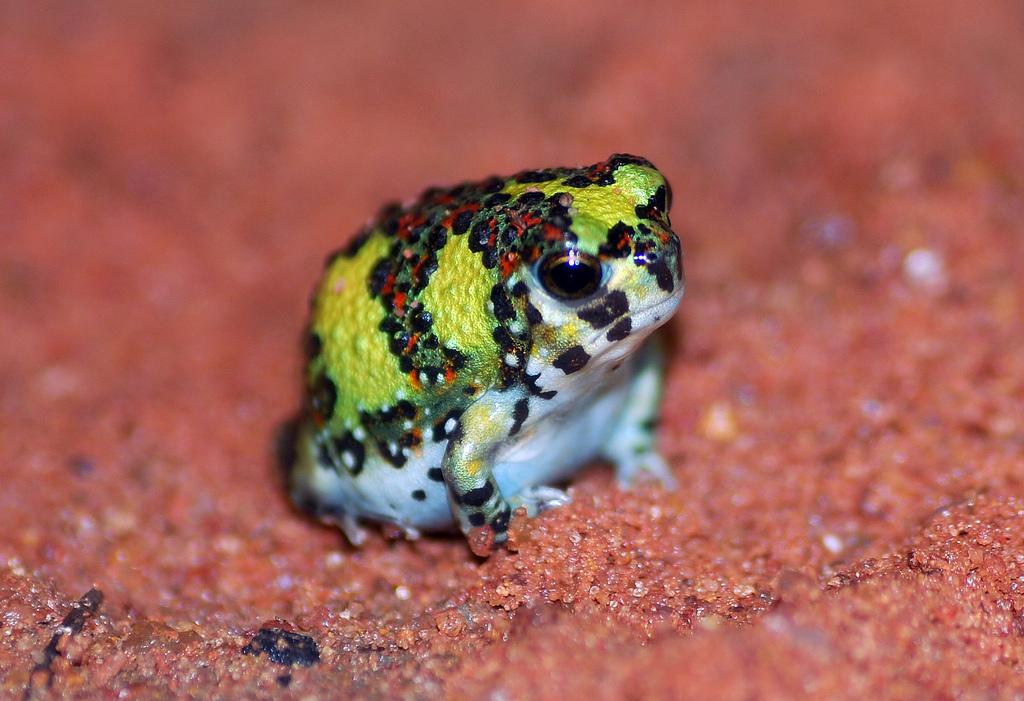 ScienceAlert on Twitter "Look at this fat little frog nugget. This is
