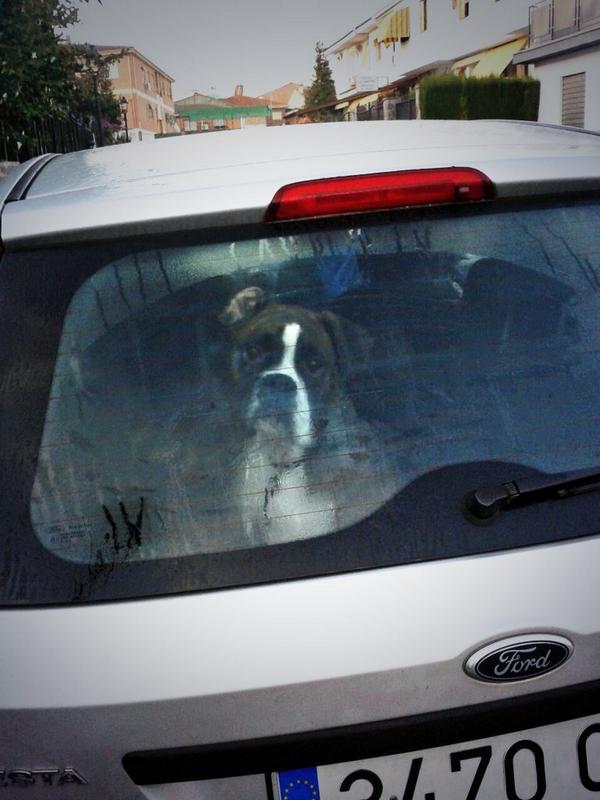 blanqui_013's tweet photo. Te voy a echar de menos... 🐶 😢 http://t.co/V50k7T44Yd