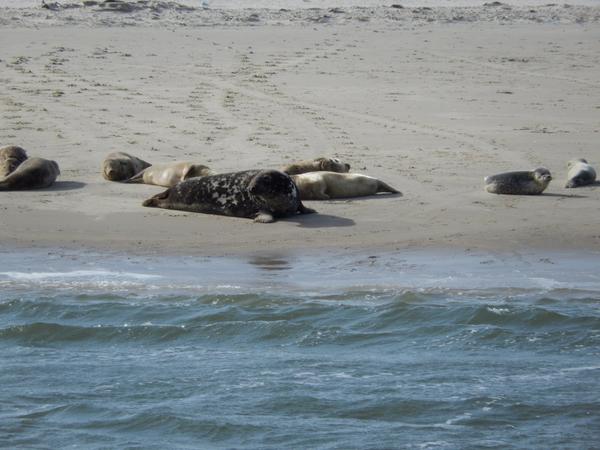 riepel1's tweet photo. Goede morgen vandaag gaan we om 10:30 en 13:30 naar het leef gebied van de zeehonden info 0653856325 tot later. http://t.co/fDVoDSfoLj