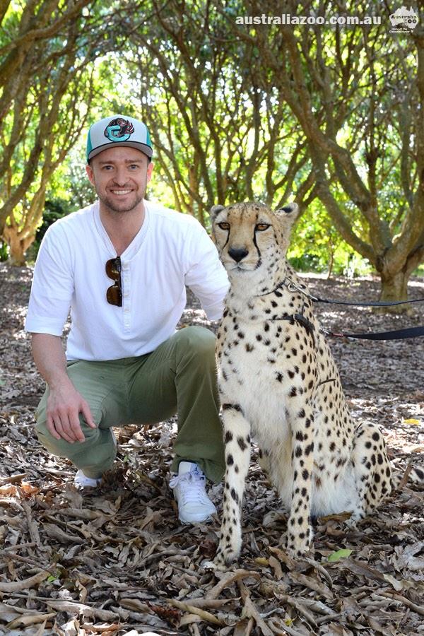 TerriIrwin's tweet image. Favorite photo of @jtimberlake @AustraliaZoo. He's such a dedicated @wildwarriors has done so much 4 conservation.